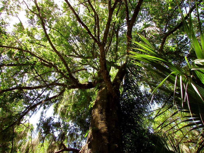 Fave Fotos: Awed by Mr Tree’s Weighty Presence – Enjoy the Outdoors ...